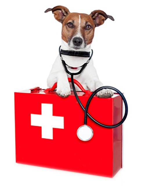 first aid dog